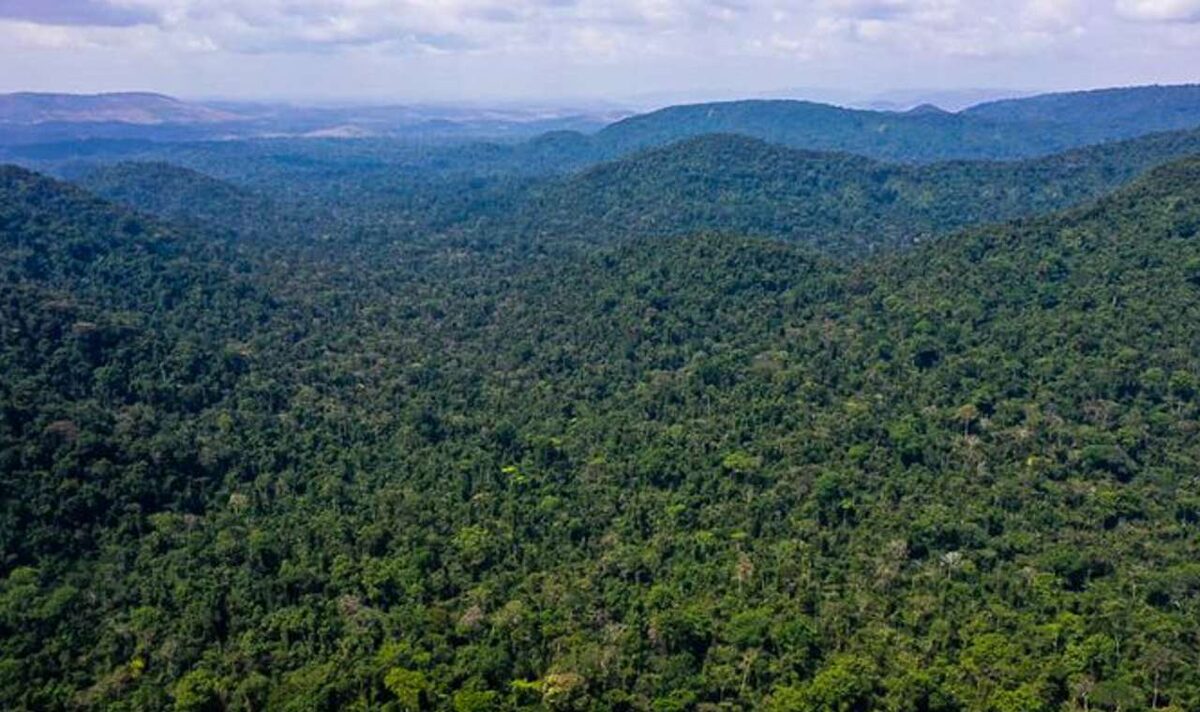 Cai o desmatamento na Amazônia de janeiro a julho de 2023